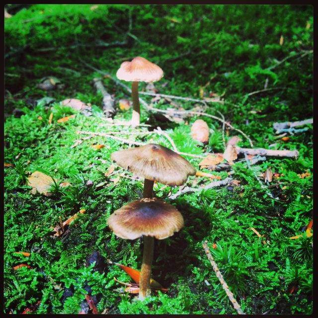 Mushrooms in the Pine Forest